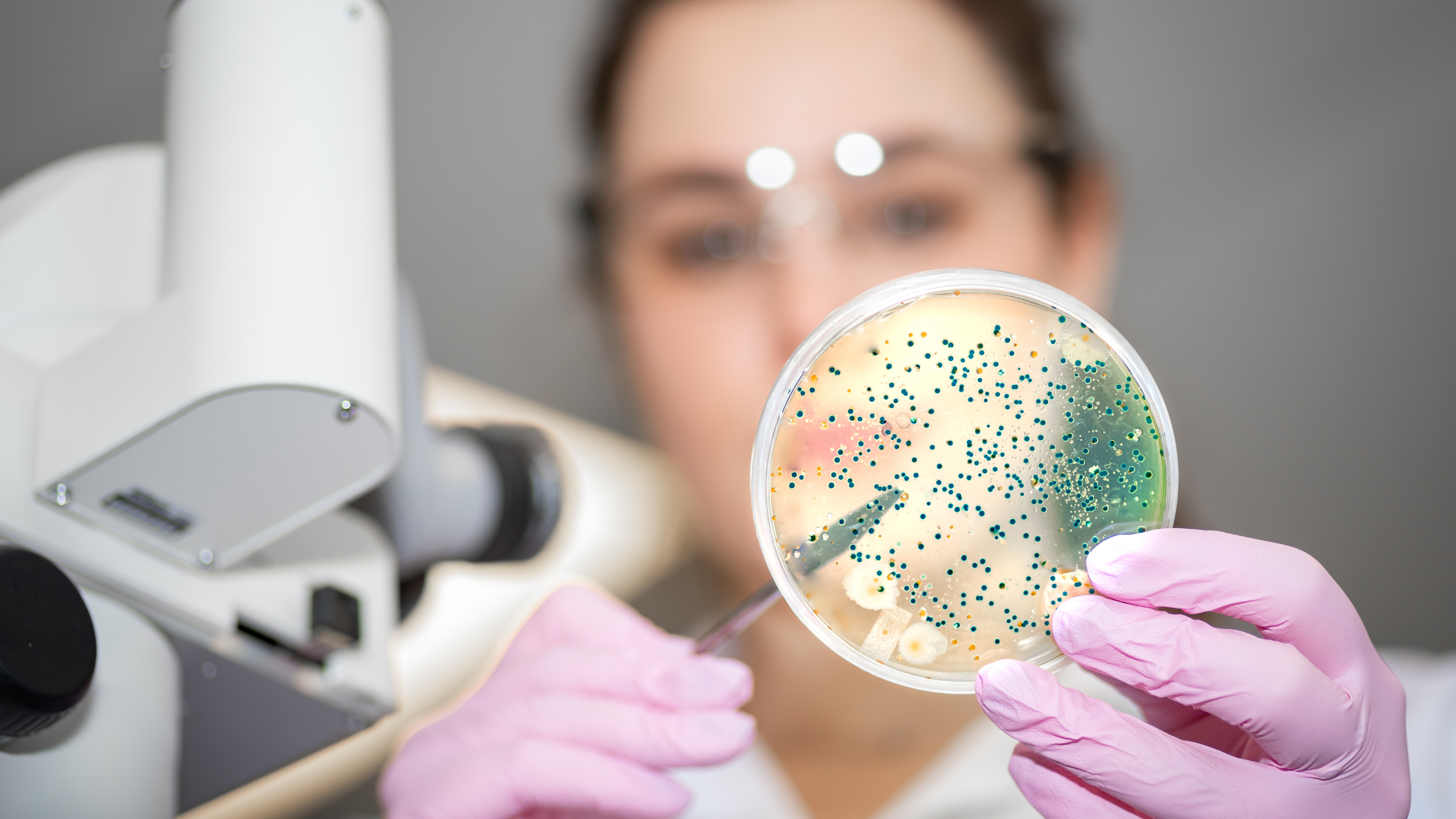 A laboratory scientist examines microbial cultures in a petri dish, representing the precision and technical depth required in CRO/CDMO roles. The image highlights the type of specialist talent Axion places - professionals who combine hands-on expertise with compliance awareness and client-focused delivery.